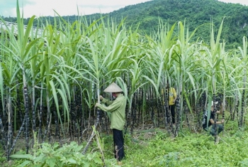 vietnam initiates anti dumping investigation on sugar imported from thailand